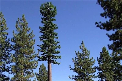 Pine Steel monopol antena umjetna komunikacija kamuflirani toranj na drvetu